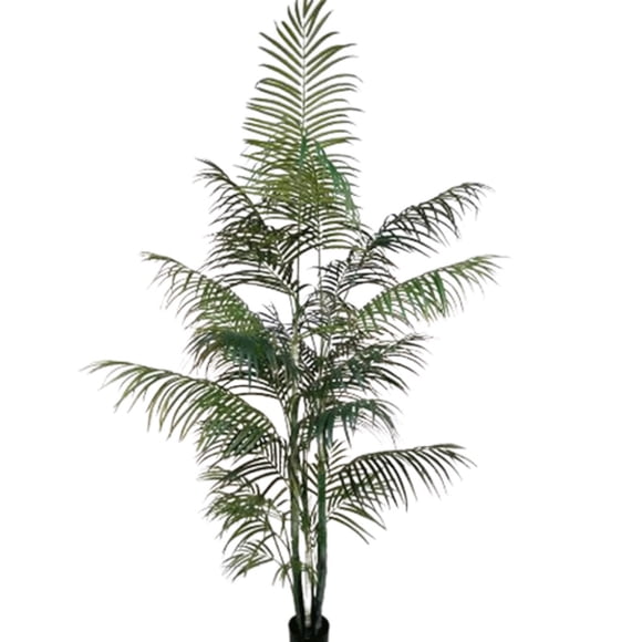 Planta Decorativa Palmera Areca 210 cm