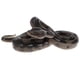 thumbnail image 3 of Figura De Juguete De Modelo Animal De Simulación, Figura Decorativa Para El Hogar, Boa Constrictor, 3 of 5