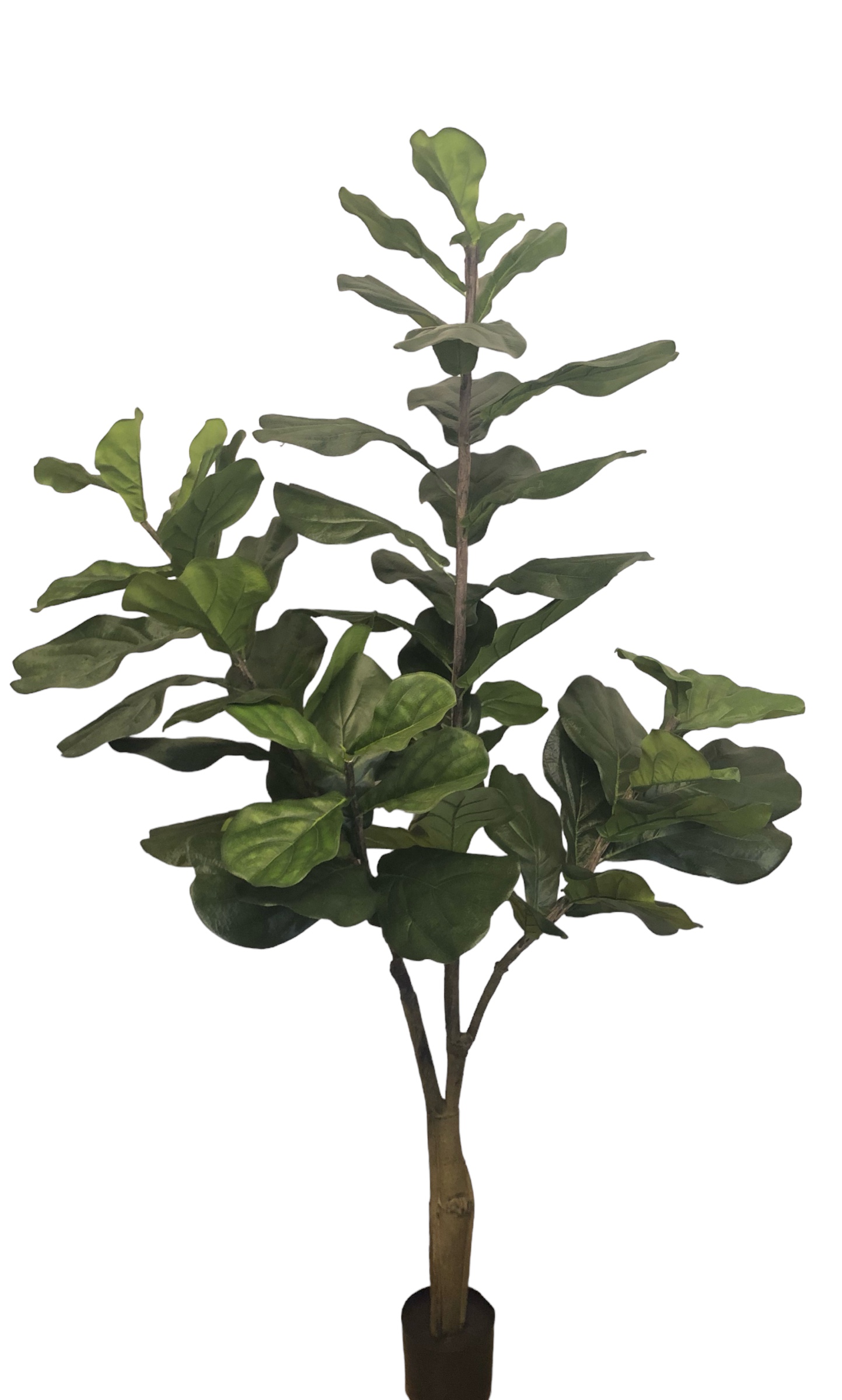 Corel - Planta Decorativa Arbol De Fiddle 150Cm