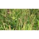 thumbnail image 3 of Herbicida Whitetail Institute Arrest Max 473 ml, 3 of 6
