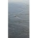 thumbnail image 2 of Fish Thief Snubber 25 cm Transparente - Pack de 2, 2 of 4