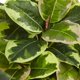 thumbnail image 2 of Planta de caucho artificial casi natural con cilindro brillante, 2 of 5