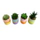 thumbnail image 4 of Planta Artificial Suculenta 13 cm Producto Surtido, 4 of 4