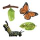thumbnail image 2 of Juguetes De Ense?anza De Aprendizaje De Educación Infantil De Crecimiento De Mariposa De Naturaleza Realista, 2 of 3