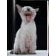 thumbnail image 5 of Walter Chandoha. Cats. Photographs 1942–2018 - Taschen, 5 of 6