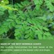 thumbnail image 5 of Té TOG999 de hoja de moringa – 60 bolsas, natural y sin cafeína, 5 of 9