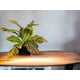 thumbnail image 2 of Arreglo De Ramo Croton 55cm Con Acabado Natural Artificial, 2 of 2