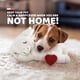 thumbnail image 2 of Peluche ALL FOR PAWS Puppy Heartbeat para perro, 2 of 9