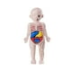 thumbnail image 2 of Juego De Enseñanza De Juguetes De Cuerpo Humano Para Herramienta De Enseñanza Preescolar, 2 of 2