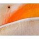 thumbnail image 2 of Manta polar Toynk Fried Egg, 150 cm, poliéster, 2 of 6