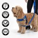 thumbnail image 3 of Correa Dog Friendly Co 120 cm con absorción de impactos – Azul, 3 of 6
