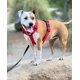 thumbnail image 2 of Street Dogs Strap Rojo, 2 of 3