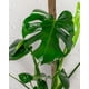 thumbnail image 1 of Pack de 2 tutores de musgo de 70 cm para monstera, 1 of 3