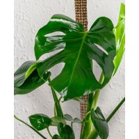 Terranoble - Tutor De Musgo 70 Cm Para Monstera, Filodendro, Potus Y Plantas Trepadoras