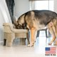 thumbnail image 2 of Cuencos para perro Neater Pet Brands ajustables 36 cm color cappuccino, 2 of 9