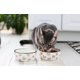 thumbnail image 3 of Cat Bowl Pearhead, cerámica, apta para bigotes, 350 ml, cara de gato, 3 of 8