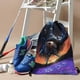 thumbnail image 3 of Escarabajo Azul Mochila de Cuerdas para Deportes y Gimnasio, Bolsa de Cuerdas Resistente al Agua, Bolsa Cinch, 30×40cm, 3 of 6