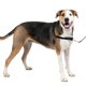 thumbnail image 1 of Arnés para perros PetSafe Easy Walk, sin tirar, extra grande, 1 of 6