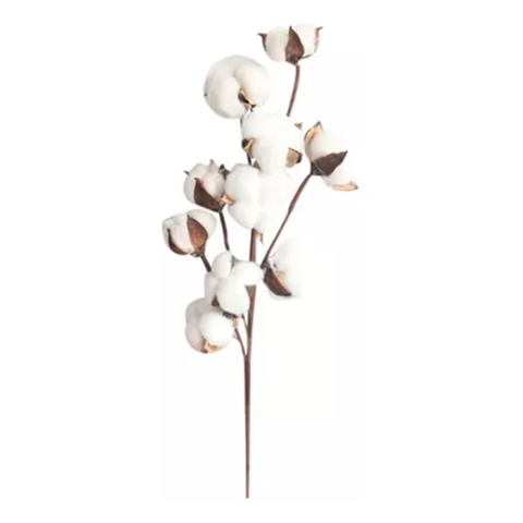 Genérico - Tallos Algodón Seco Flores Cotton Blanco