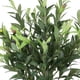 thumbnail image 2 of Olivo 147 Cm, 2 of 4