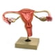 thumbnail image 1 of Modelo reproductivo femenino EISCO 30 × 14 × 20 cm con tarjeta de referencia, 1 of 1