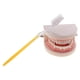 thumbnail image 4 of Modelo De Dientes Dentales De Boca Humana De Tama?o Real 1:1 Con Herramientas De Ense?anza De Cepillo De Dientes, 4 of 4