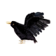thumbnail image 2 of Cuervo Negro Decorativo 25 cm, 2 of 2