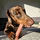 thumbnail image 2 of Juguete masticable Nylabone Original Bone Power para perros de tamaño mediano, 35 libras, 2 of 9