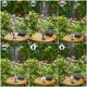 thumbnail image 5 of Kit de bomba de agua solar AISITIN DIY para fuente de agua exterior, 5 of 9