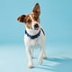 thumbnail image 3 of Collar para perro Vibrant Life talla S azul de poliéster ajustable, 3 of 3