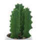 thumbnail image 3 of Planta Decor Cactus Suculento 25 Cms Maceta Blanca, 3 of 4
