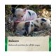 thumbnail image 2 of Alimento para mini cerdos Nutrena Country Feeds 16 % de proteína 22,7 kg, 2 of 6