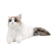 thumbnail image 5 of Muñeco De Gato Realista De Peluche De Gato Ragdoll Para Amantes De Los Gatos Niños Niñas Gato, 5 of 5