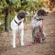 thumbnail image 3 of Correa Slip Lead Cesar Millan 2 en 1 para adiestramiento de perros, color rojo y oliva, 3 of 6