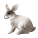thumbnail image 2 of Figura De Conejo Realista Zoológico Modelo De Animales De Granja Juguetes De Ense?anza Decoración De Mesa Gris Blanco En Cuclillas, 2 of 5