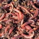 thumbnail image 4 of 1.200 lombrices rojas vivas para compostaje NaturesGoodGuys, 4 of 4