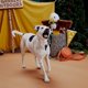 thumbnail image 3 of Juguete para perros Bark Eagle Plush, 3 of 4
