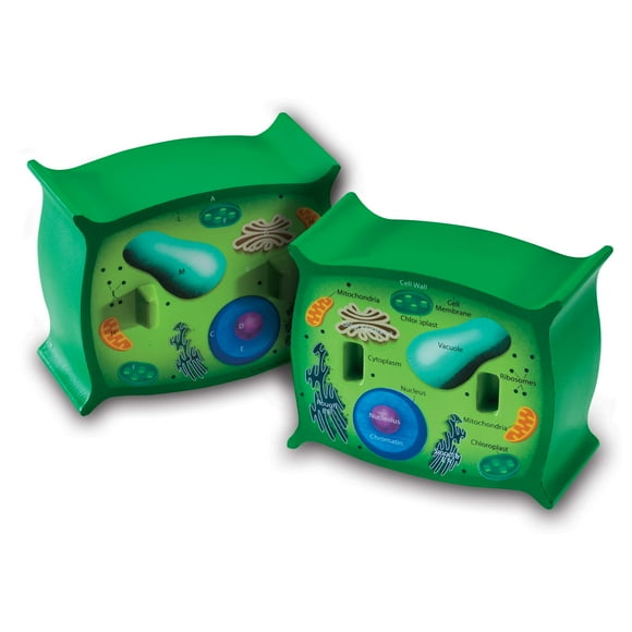 Plant Cell Model Learning Resources Transversal Section Foam 7+