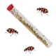 thumbnail image 5 of Kit de cultivo de mariquitas Insect Lore Ladybug Land con 10 a 15 larvas, 5 of 7