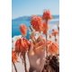 thumbnail image 4 of Perfume Michael Malul KTORET 138 Santorini Eau de Parfum 100 ml, 4 of 7