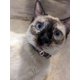 thumbnail image 2 of Collar Rogz Urban Luna Turquesa S/M para gato, 2 of 7