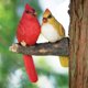 thumbnail image 2 of Abrazador de árboles «Par de cardenales» de Yard Decorations Bits and Pieces, 2 of 8