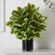 thumbnail image 5 of Planta de caucho artificial casi natural con cilindro brillante, 5 of 5