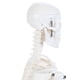 thumbnail image 4 of Modelo de Esqueleto Humano Anatomía Lab 48 cm con Brazos y Piernas Móviles, 4 of 5