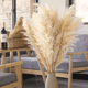 thumbnail image 1 of Ramo pampas secas 10 uds cola de zorro deco, 1 of 3