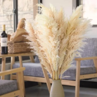 Genérico - Ramo Pampas Secas 10 Uds Cola De Zorro Deco