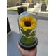thumbnail image 4 of Rosa Eterna Girasol Cupula Vidrio Lampara Led Base Madera, 4 of 6