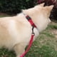 thumbnail image 5 of Correa de repuesto resistente para receptor de cerca para perros TUFF Collar, 5 of 5