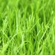 thumbnail image 3 of Semilla de ryegrass anual Eretz 1 lb cultivada en Oregón, libre de malezas, 3 of 5