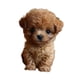 thumbnail image 2 of Juguete Electrónico De Peluche Para Perro, Que Camina Y Mueve La Cola, Bonito Para Mujeres, Niños Y Adultos, Color Marrón, 2 of 5